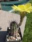 Preview: Echinopsis aurea v shaferi